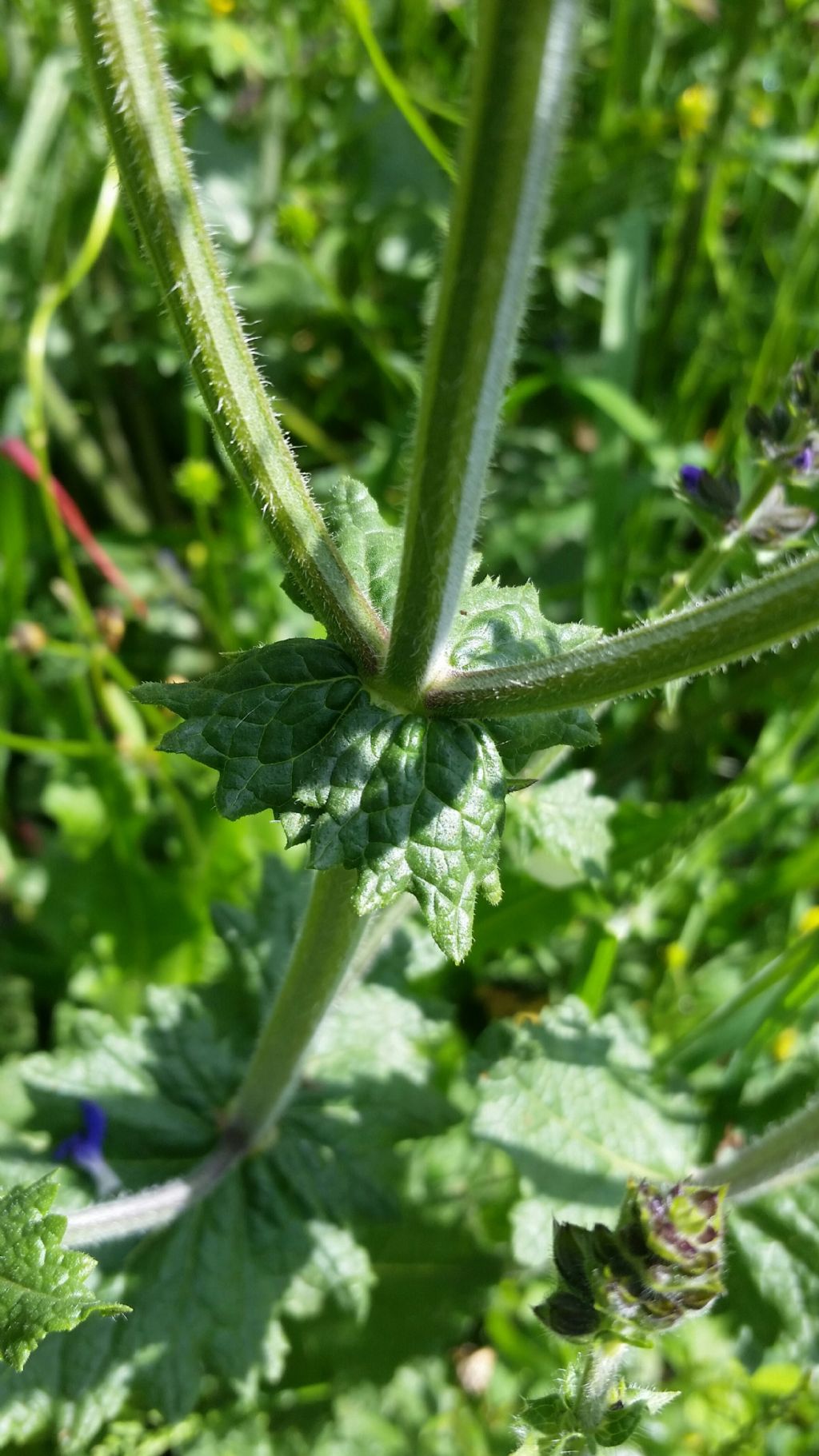 Salvia verbenaca  (Lamiaceae)